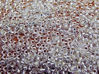 Picture of Japanese seed beads, round, size 15/0, Miyuki, silver-lined, crystal
